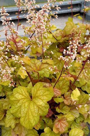 Heuchera Champagne