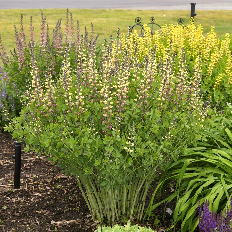 Baptisia Decadence® Deluxe 'Pink Lemonade'