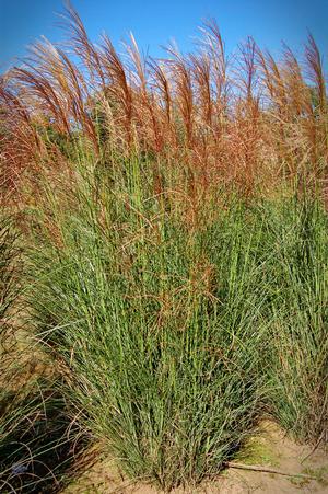 Miscanthus sinensis 'Scout'