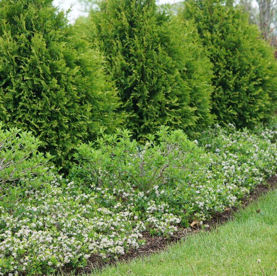 Aronia melanocarpa Ground Hug®