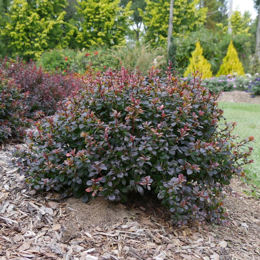 Berberis thunbergii Sunjoy Todo®