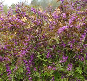 Callicarpa dichotoma 'Early Amethyst'