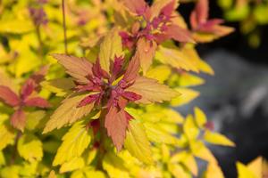 Spiraea japonica Rainbow Fizz™