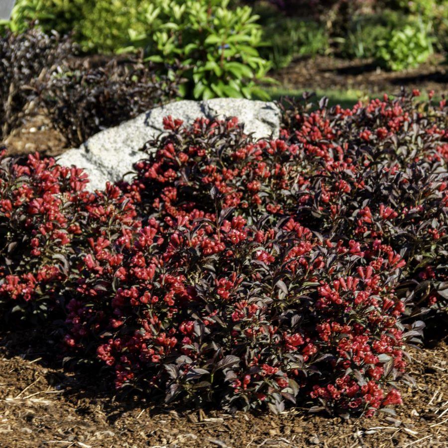 Weigela x Electric Love® Weigela from Saunders Brothers Inc