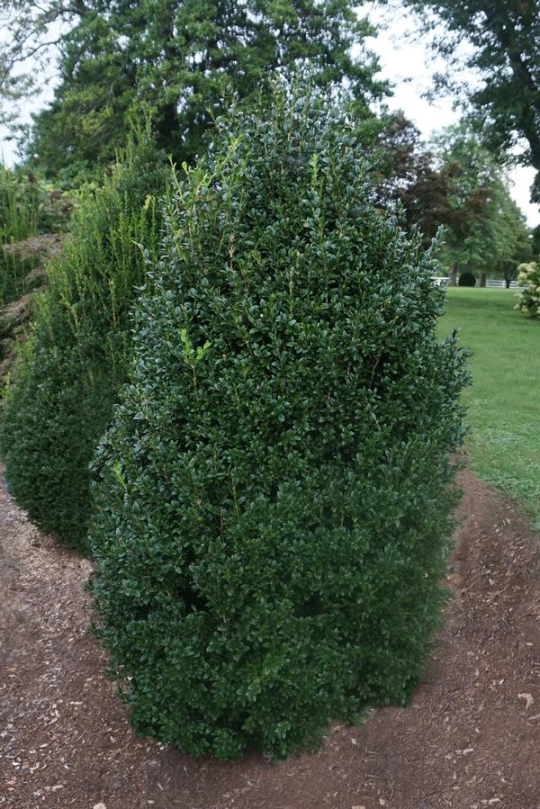 Buxus sempervirens 'Piney Mountain'