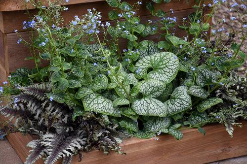 Brunnera macrophylla 'Jack of Diamonds'