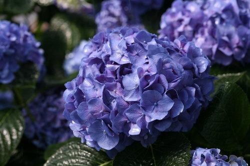 Hydrangea macrophylla Let's Dance® Blue Jangles®