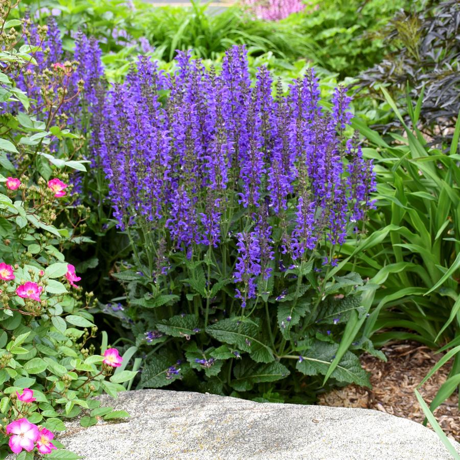 Salvia COLOR SPIRES&reg; 'Indiglo Girl'