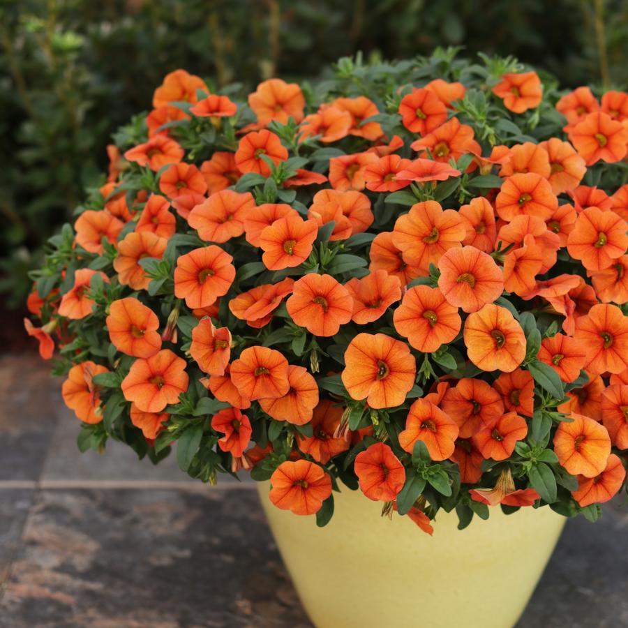 Calibrachoa Superbells&reg; Dreamsicle