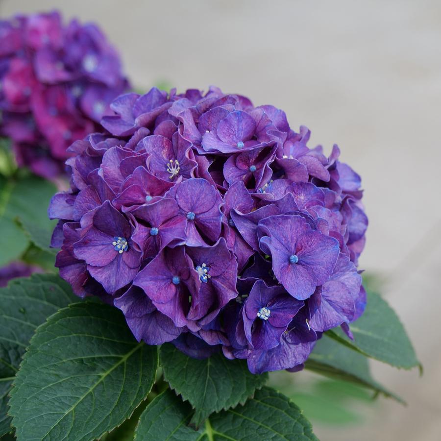 Hydrangea macrophylla Wee Bit Grumpy®