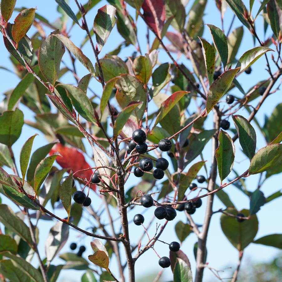 Aronia melanocarpa Low Scape Snowfire®