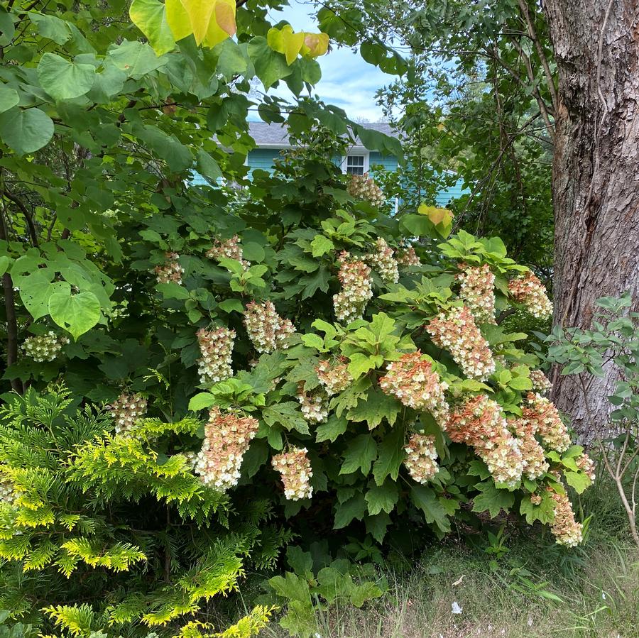 Hydrangea quercifolia 'Snowcicle'