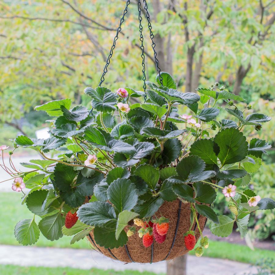 Fragaria x ananassa Bushel and Berry® Rosy Belle™