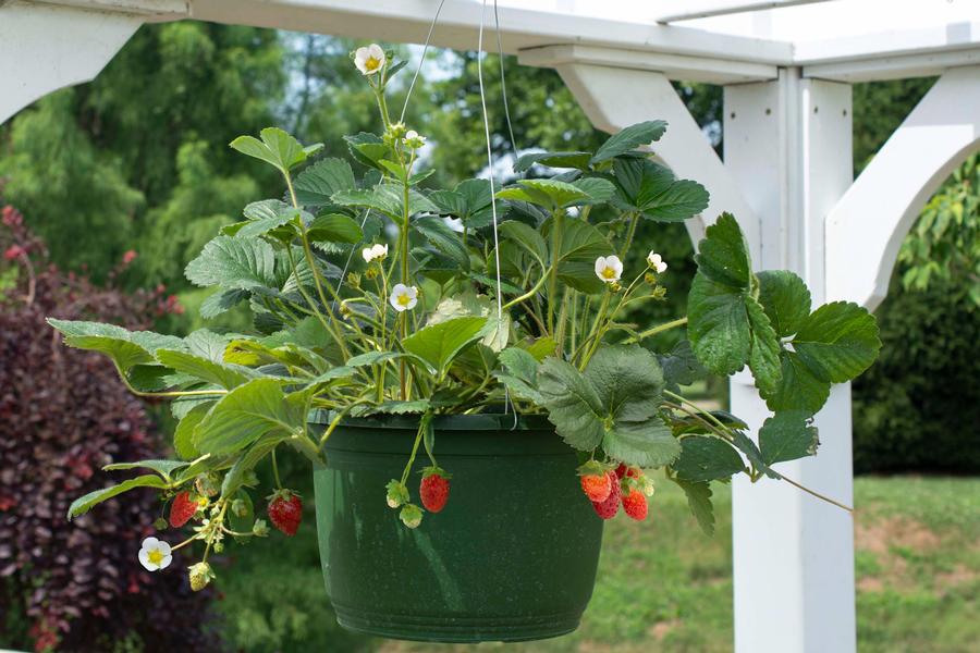Fragaria x ananassa Bushel and Berry® Snowy Belle™