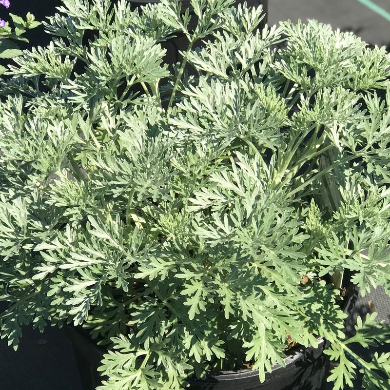 Artemisia x 'Powis Castle'