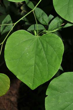 Cercis canadensis 