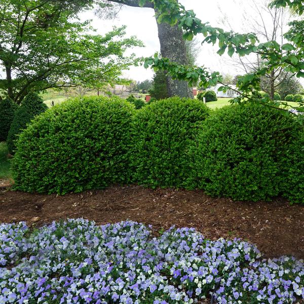 Buxus microphylla var. japonica 'Green Beauty'