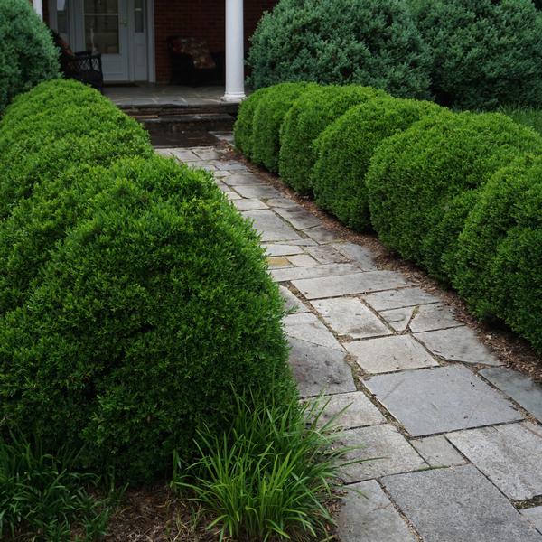 Buxus sempervirens 'Justin Brouwers'