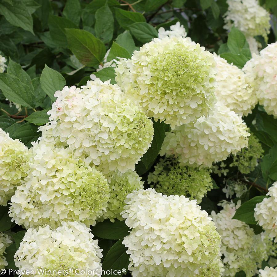 Hydrangea paniculata 'Limelight'