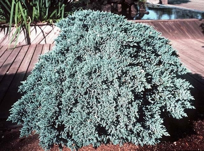 Juniperus squamata 'Blue Star'