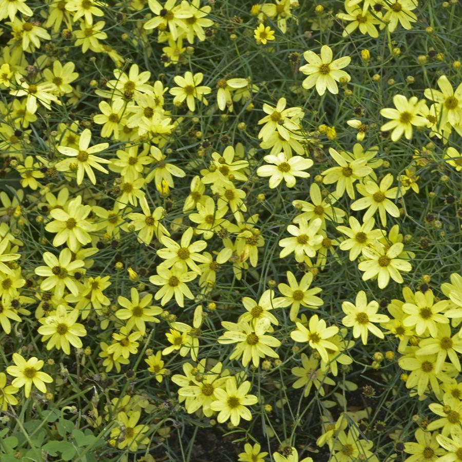 Coreopsis verticillata 'Moonbeam'