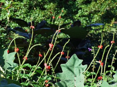 Stachytarpheta mutabilis 