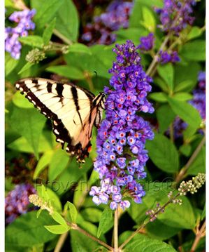 Buddleia Lo & Behold® 'Blue Chip'