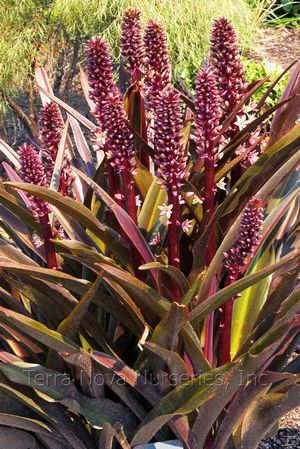 Eucomis comosa 'Oakhurst'