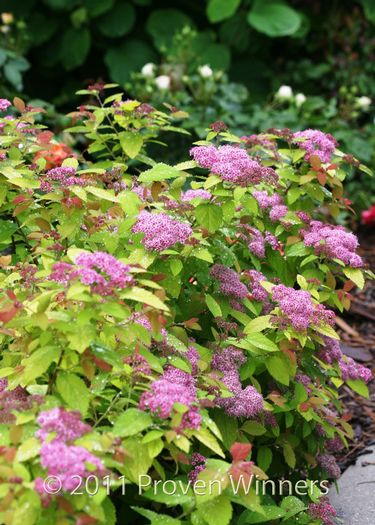 Spiraea x Double Play Big Bang®