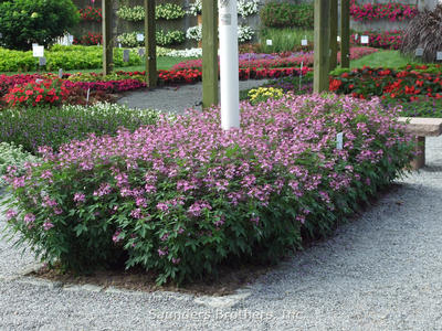 Cleome Senorita Rosalita®