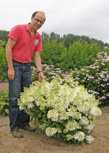 Hydrangea paniculata Bobo®