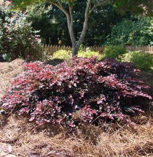 Loropetalum chinense var. rubrum Crimson Fire™