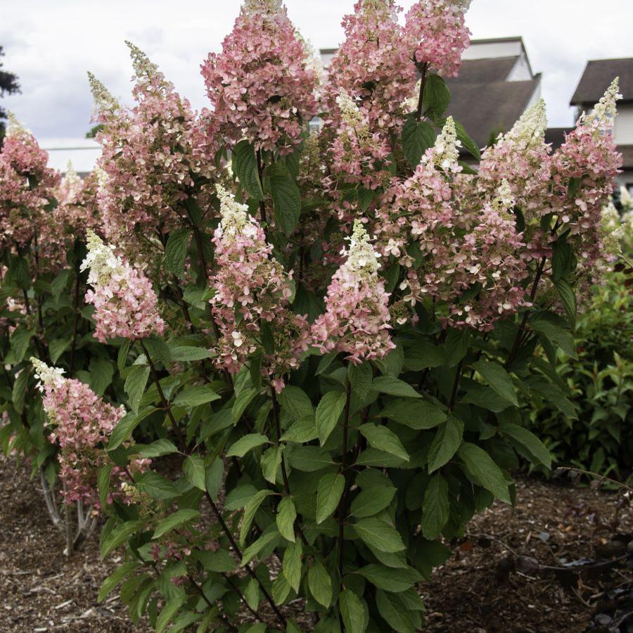 Hydrangea paniculata Candelabra® Panicle Hydrangea from Saunders