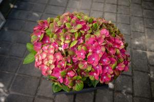 Hydrangea macrophylla Tilt-A-Swirl®