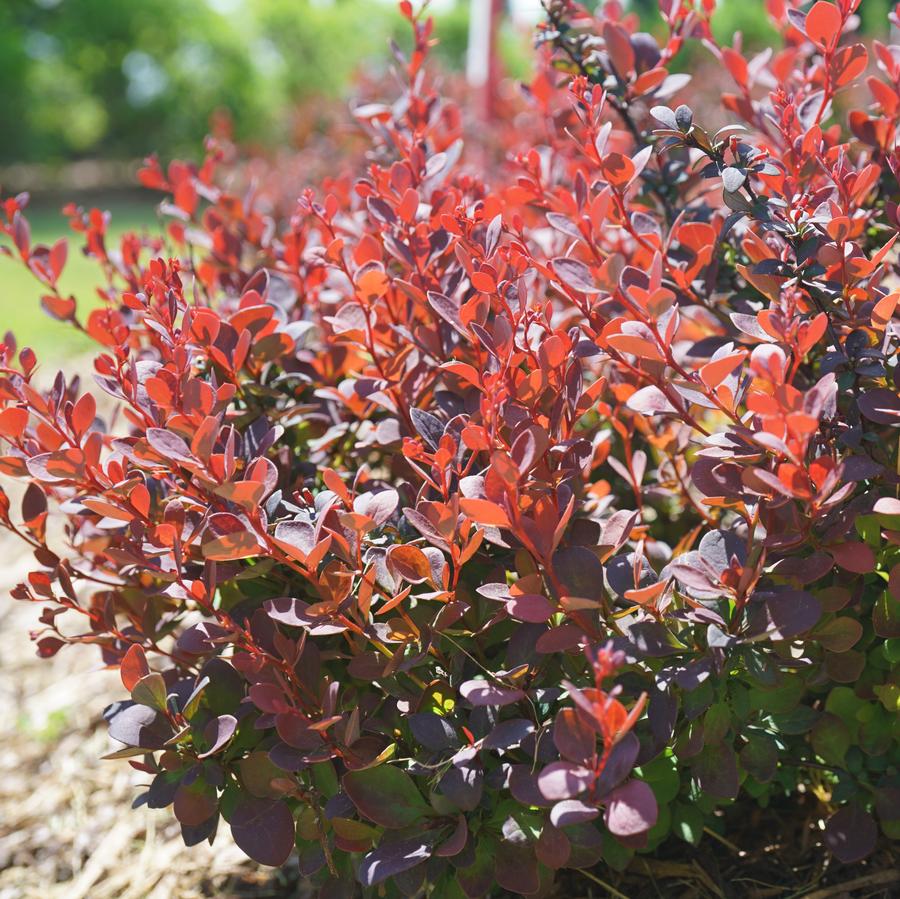 Berberis thunbergii Sunjoy Mini Maroon®