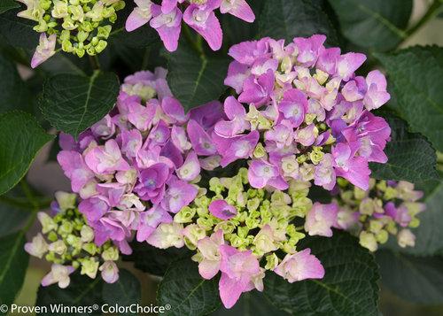 Hydrangea macrophylla Cityline® Venice