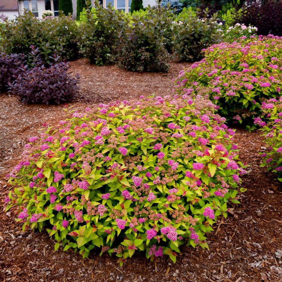 Spiraea japonica Rainbow Fizz™