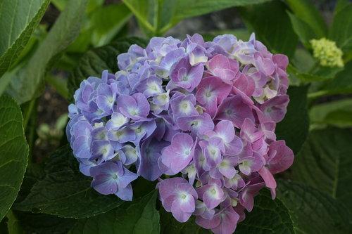 Hydrangea macrophylla Let's Dance® Blue Jangles®