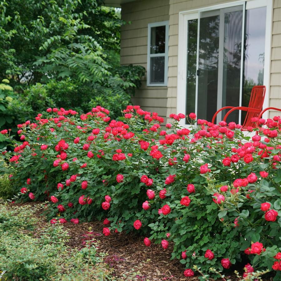 Rose Oso Easy Double Red®