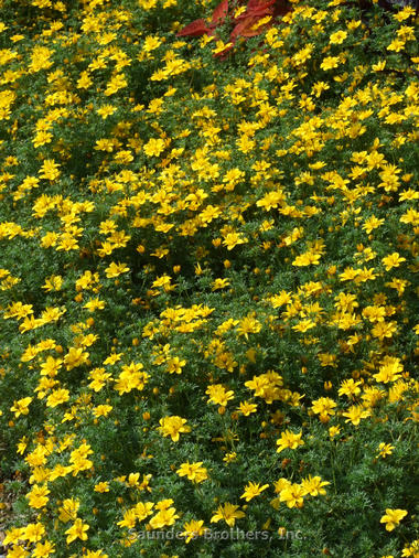 Bidens ferulifolia Goldilocks Rocks™