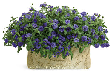 Verbena Superbena&reg; Royale Chambray