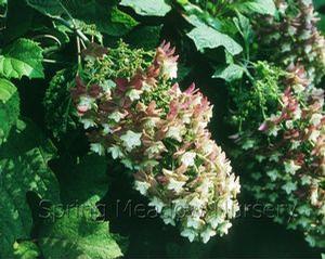 Hydrangea quercifolia 'Snowflake'