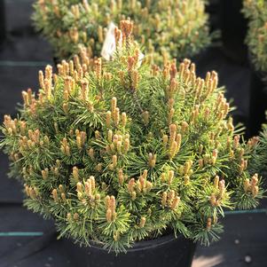 Pinus mugo 'Slowmound'