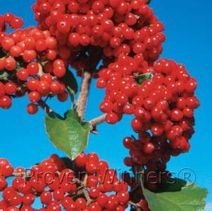 Viburnum dilatatum Cardinal Candy®