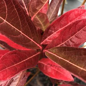 Viburnum nudum Brandywine™