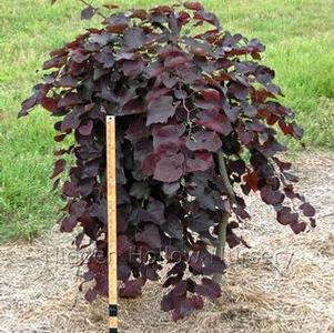 Cercis canadensis 'Ruby Falls'