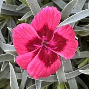 Dianthus Eastern Star