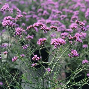 Verbena bonariensis 'Lollipop'