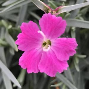 Dianthus gratianopolitanus 'Firewitch'