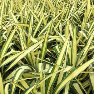 Yucca filamentosa 'Color Guard'